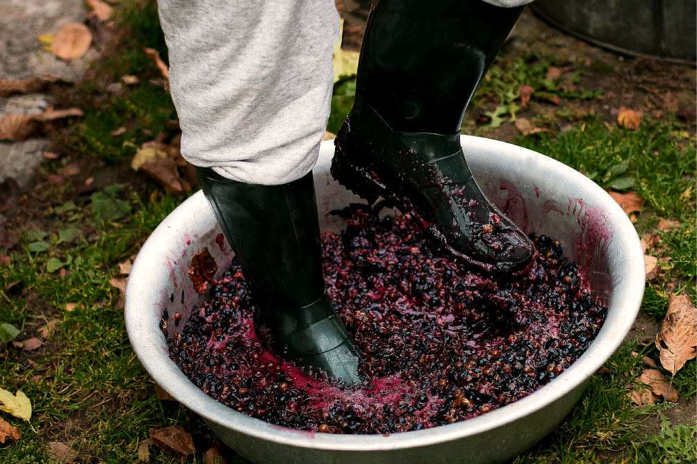 Person Smashing Grapes With Boots